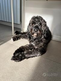 Barbone medio per accoppiamento