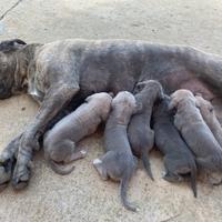 Cuccioli di cane corso