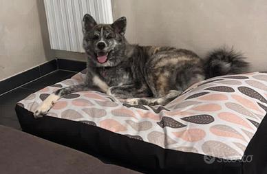 Akita Inu cucciolona + kit corredo completo