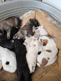 Cuccioli mamma corso padre Abbruzzese