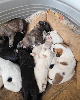 Cuccioli mamma corso padre Abbruzzese