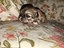 Immagine 1