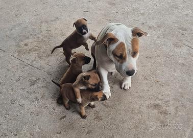 Cuccioli incrocio amstaf+malinois