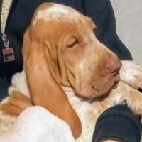 Bracco Italiano