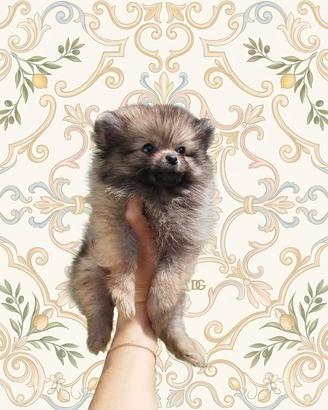 Pomerania spitz nano russo coreano crema carbonato