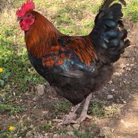 Gallo Marans