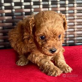 Cuccioli barboncini mini toy maschi femmine