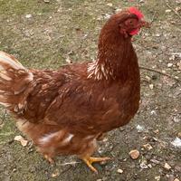 Galline ovaiole rosse e bianche