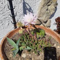 piante grasse