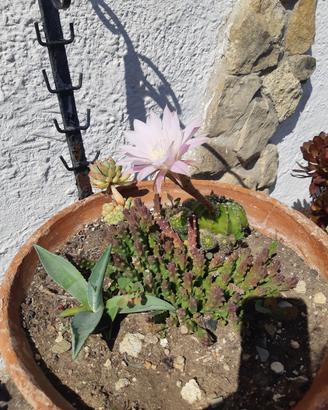 piante grasse
