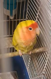 Inseparabile femmina