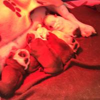 Balia esperta per cuccioli di cane