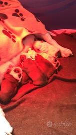 Balia esperta per cuccioli di cane