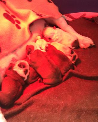 Balia esperta per cuccioli di cane