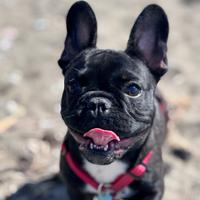 Bulldog francese X monta