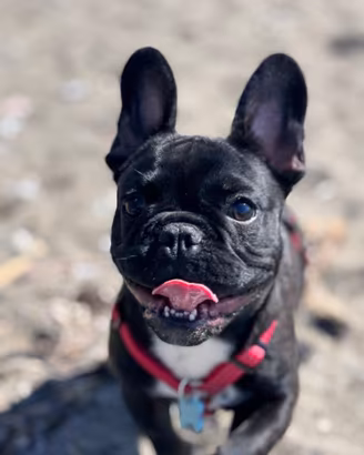 Bulldog francese X monta