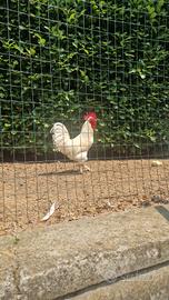 Gallo bianco