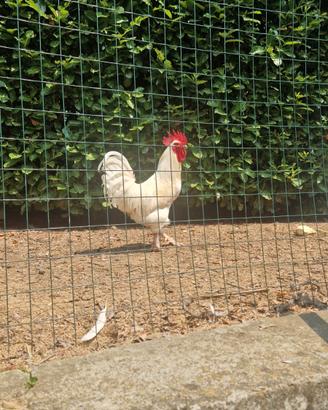 Gallo bianco