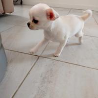 Cucciola chichuahua femmina