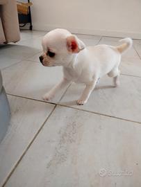 Cucciola chichuahua femmina