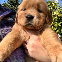 Cucciolo Golden Retriever Americano