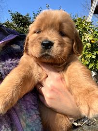 Cucciolo Golden Retriever Americano