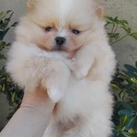 Spitz di pomerania nani tedeschi