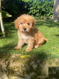 Maschietto di Maltipoo