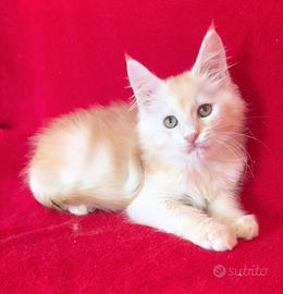 Gattino maine coon con pedigree