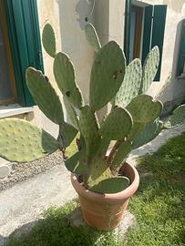 Fichi d’india
