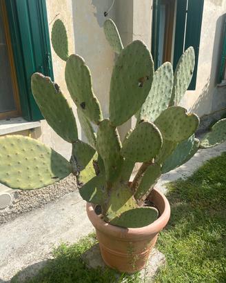 Fichi d’india