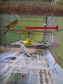 Uccelli con batteria gabbia