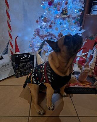 Bouldogue francese per monta
