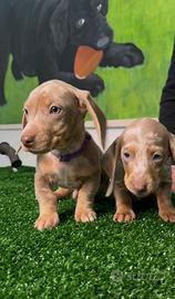 Cucciolo di Bassotto Isabella Arlecchino