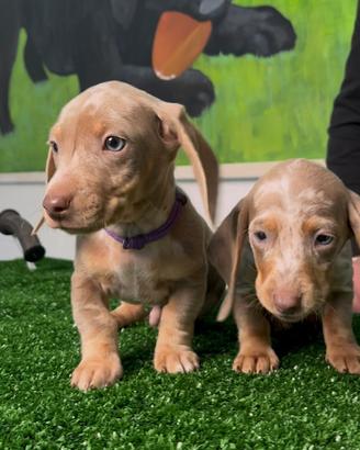 Cucciolo di Bassotto Isabella Arlecchino