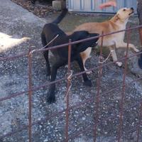 Cani affettuosi