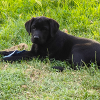 Ultimi cuccioli di Labrador
