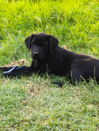 Ultimi cuccioli di Labrador
