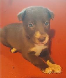 Border collie