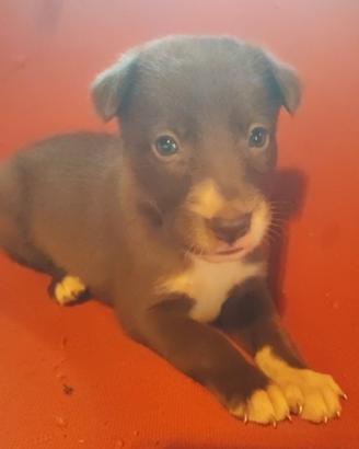Border collie