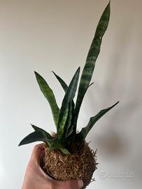 Kokedama sansevieria trifasciata “black coral”