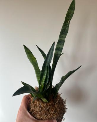 Kokedama sansevieria trifasciata “black coral”