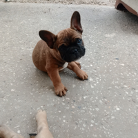 Bulldog francese rosso fulvo