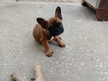 Bulldog francese rosso fulvo