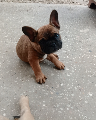 Bulldog francese rosso fulvo