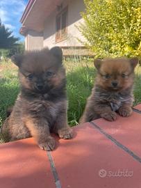 Volpini di Pomerania