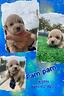 maltipoo-maschi