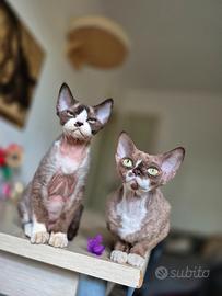 Devon rex maschietto