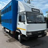 Iveco 79. 14 Trasporto Animali vivi