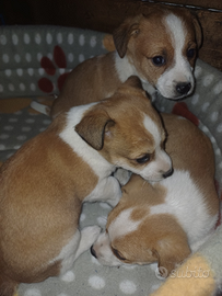 Cuccioli mix Jack Russell